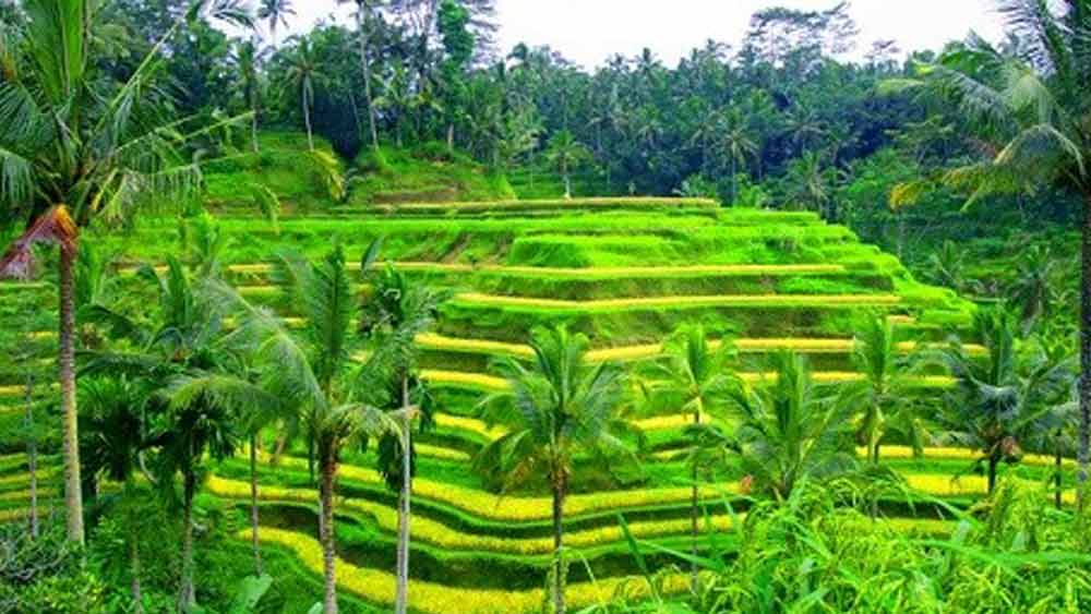 paket tour ubud 1 hari